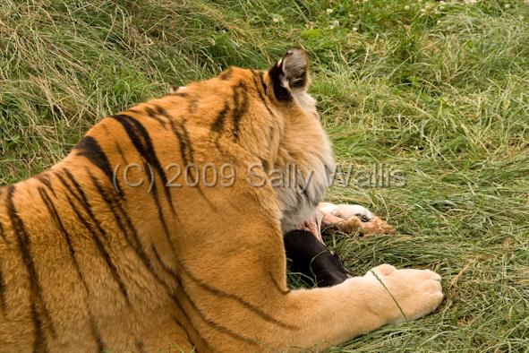 Tiger's shoulder.jpg - The shoulder and fur of a large Bengal Tiger, protecting meat as he chews